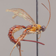 Illustration for article titled I Do Not Like This New Wasp Species Whose Giant Stinger Lays Eggs Inside Spiders